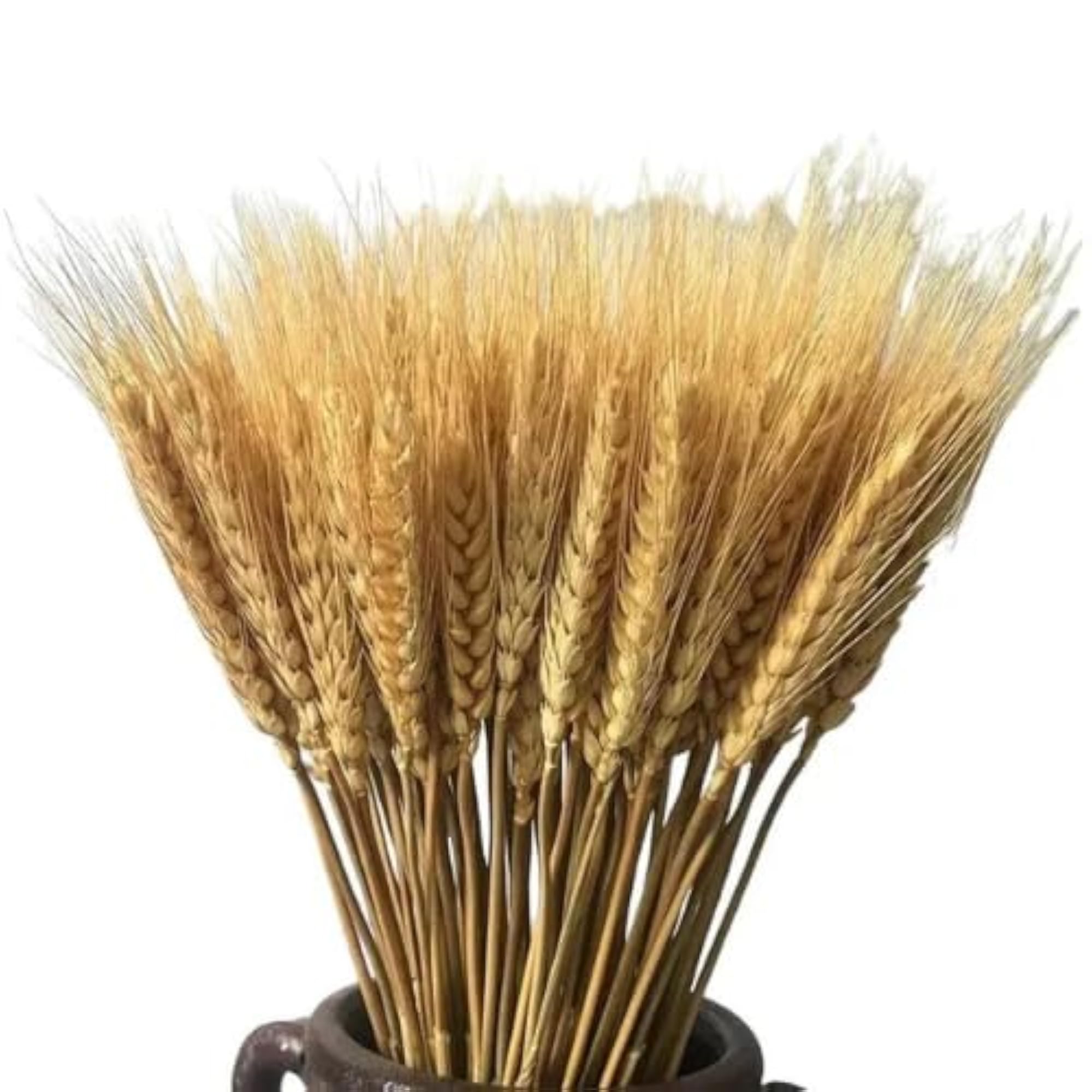 Premium Natural Dried Wheat Stem Bunch for Rustic Decor